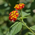 Lantana Camara